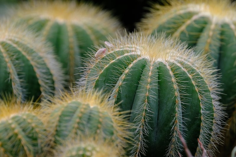 Succulent Oasis