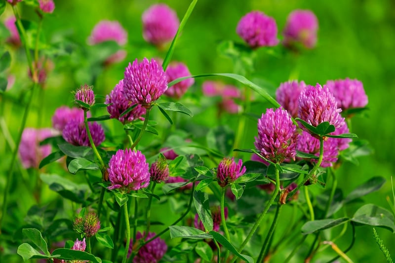 Wildflower Meadow