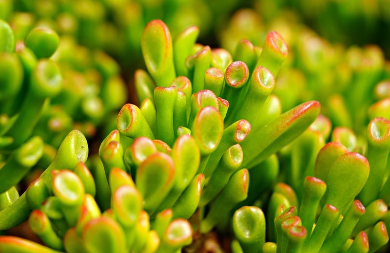 Jade Plant