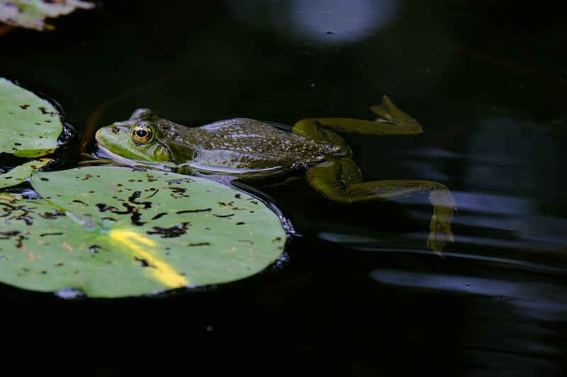 Reflecting Pool