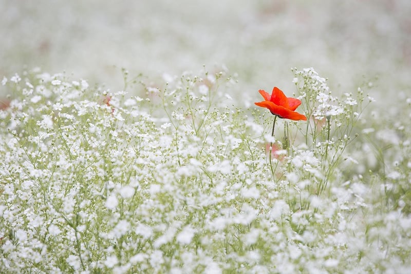 Wildflower Meadow